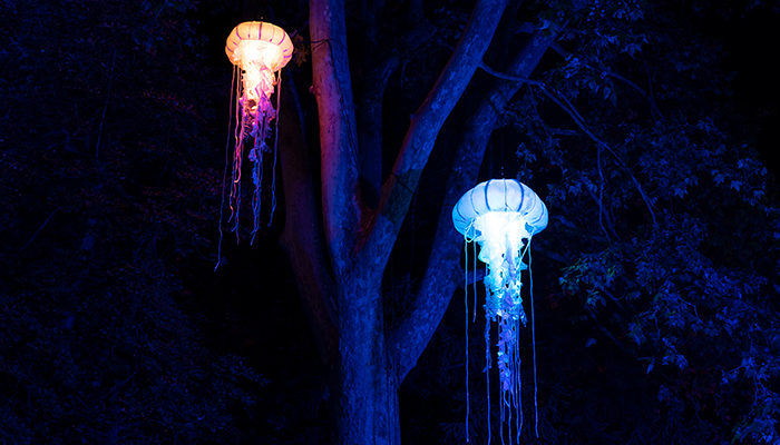 Naturaleza Encendida - Aquatic